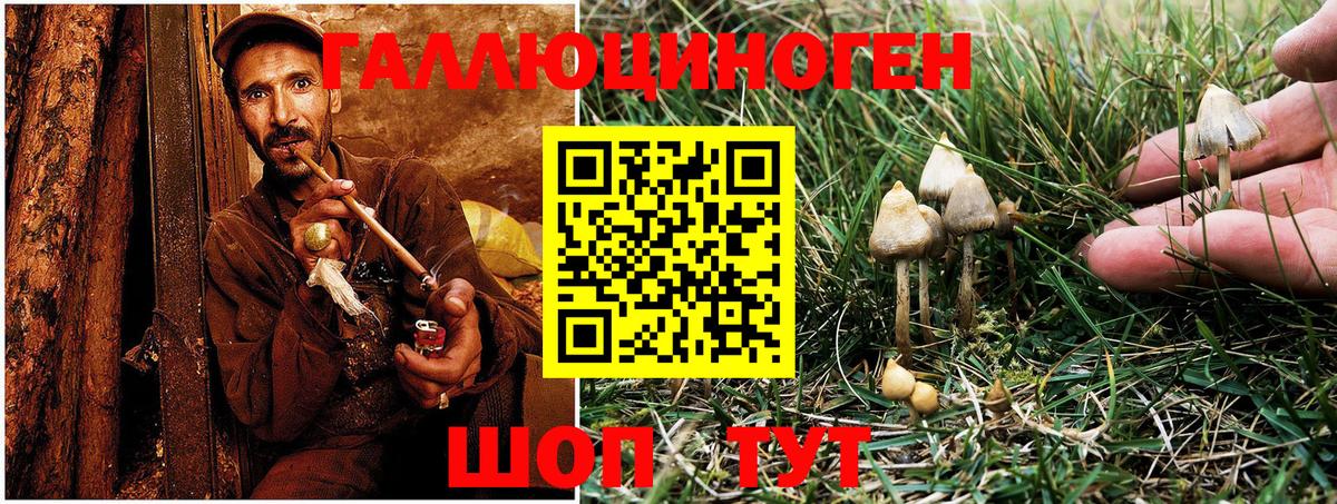 Псилоцибиновые грибы Psilocybe  Галлюциногенные грибы мицелий  Барнаул 